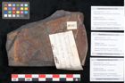 Foto (Objekt + Etikett) von Dryandroides pakawanica Ettingshausen (NHMW-GEO-2024-0188-10267c)